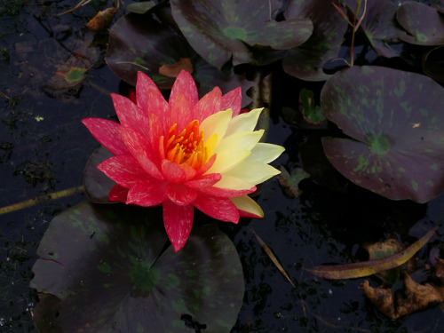 Nymphaea ‘Wanvisa’.