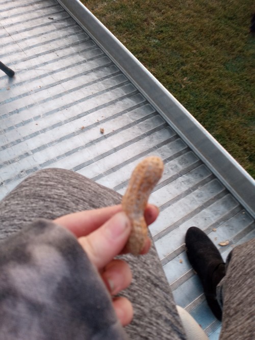 My Dad Found This Peanut Its Cool