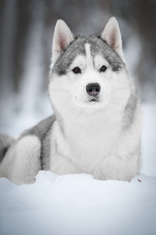 wolverxne:  Siberian Husky ~ by: (Tanya Kozlovsky)         
