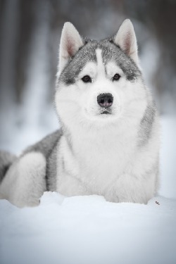 wolverxne:  Siberian Husky ~ by: (Tanya Kozlovsky) 