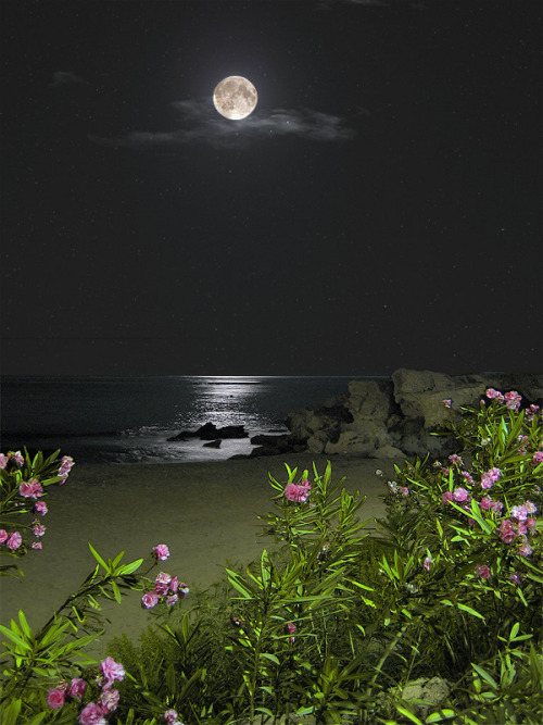 mtfuji:moonlight beach