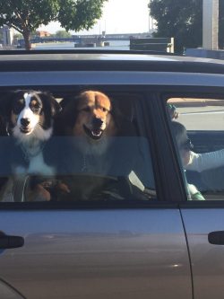 cute-overload:  Stuck in traffic next to these goofshttp://cute-overload.tumblr.com source: http://imgur.com/r/aww/jpVeZVE