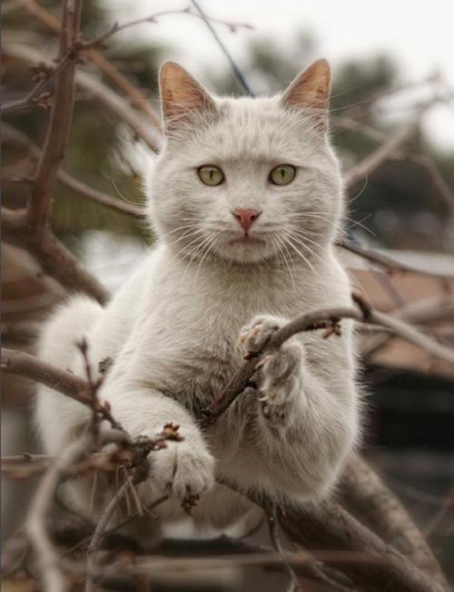 llbwwb:   Hello :) (via My Crazy Cat by Vaniko Goliadze - Pixdaus) 