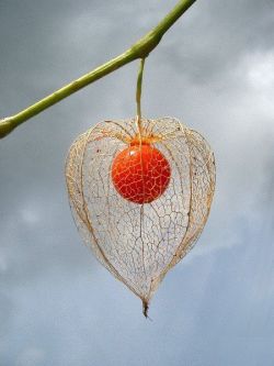 weegboi:  haloheliac:Chinese lantern plant apparently these things are fuckin hell pests that spread and have roots like 5 feet deep and u cant kill them
