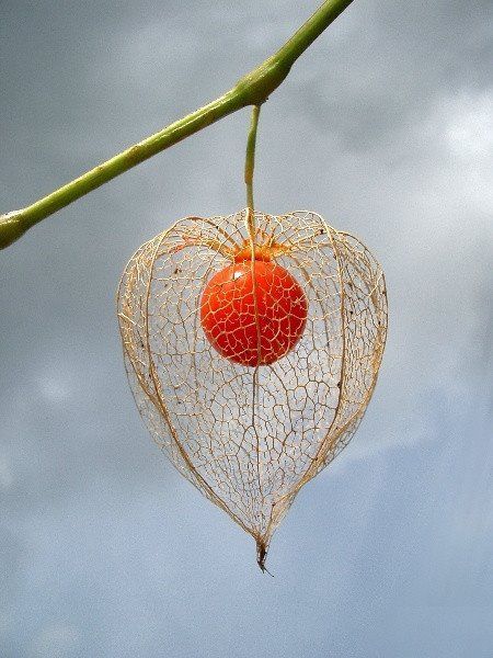 jdatedotcom:haloheliac:Chinese lantern plantIs this not a tomato in prison for being so god awful?