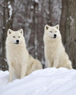 beautiful-wildlife:  The Alpha Pair by Joshua