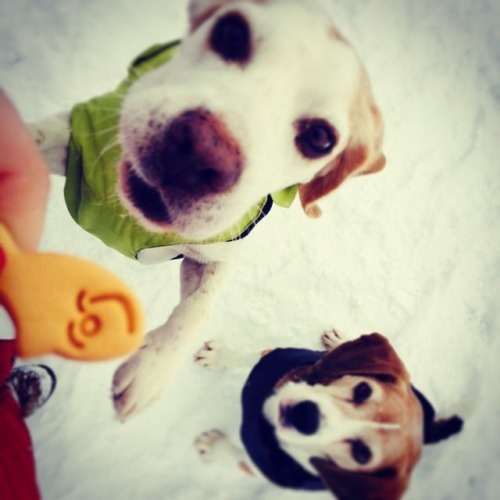 cutepuppiesandstuff:  www.BuyingAPuppy.com If you don’t adopt, at least buy smart!