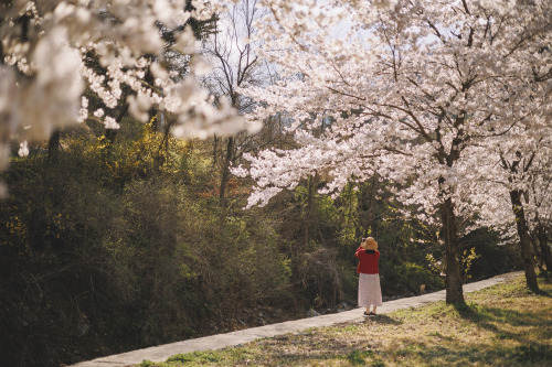 2022-04-02Spring, Cherry Blossom PicnicCanon EOS R6 + RF50mm f1.8 STMInstagram  |  hwantastic79vivid