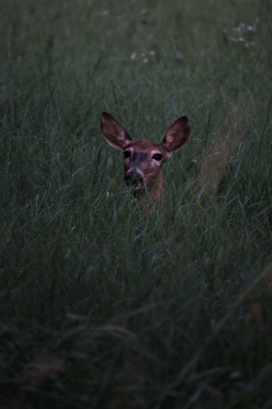 ...after dark