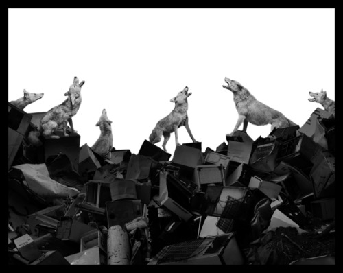 ianbrooks:  Migration by Nick Pedersen It’s really only a matter of time before animals retake the land we stole from them. They’re probably just bidding their time, waiting, and pretending not be capable of organizing and strategizing against us.