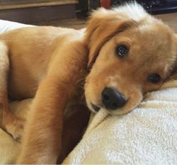 cute-puppies-for-all:  .