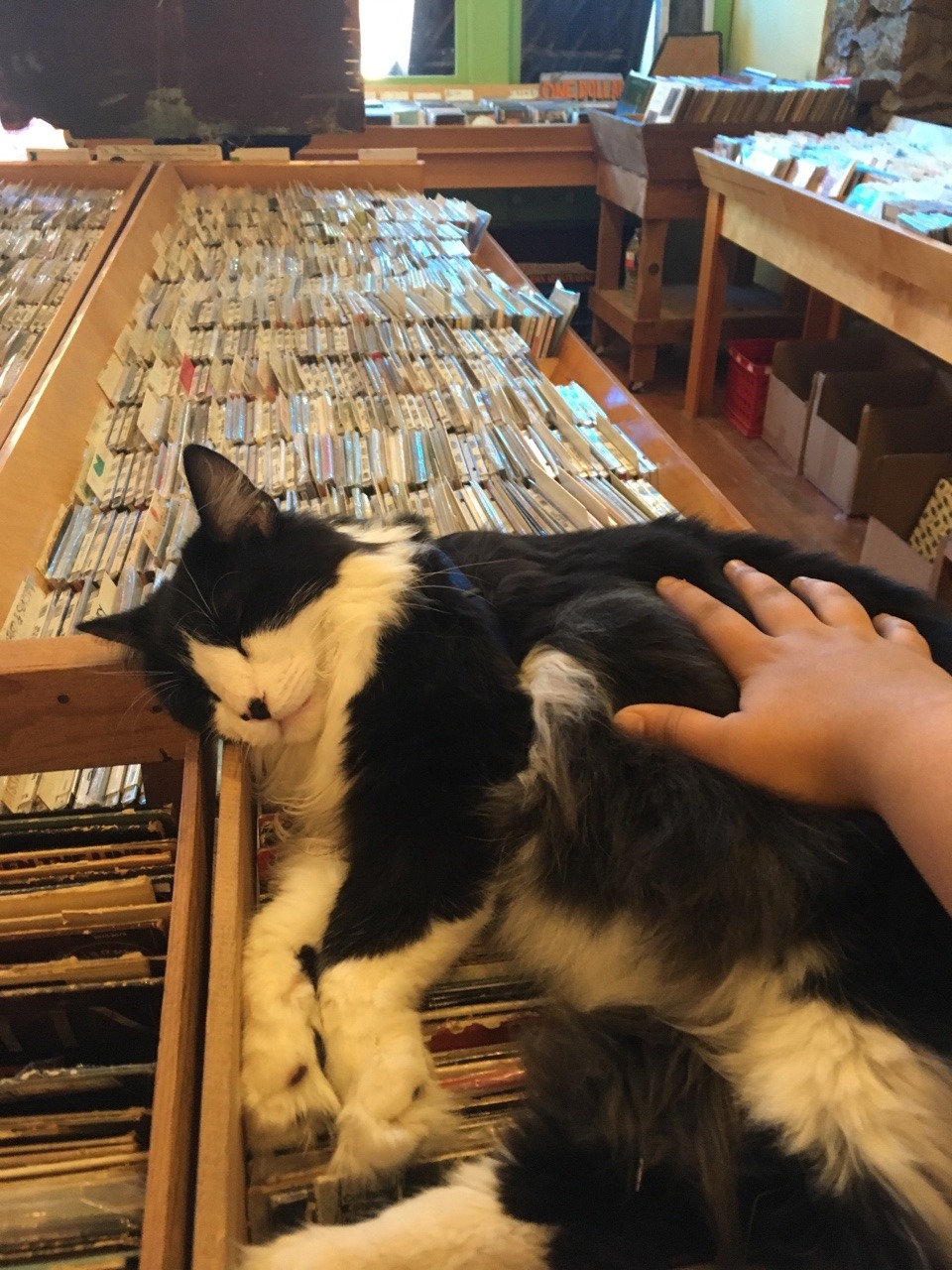 unflatteringcatselfies:I was at a record store and they had the largest car I have
