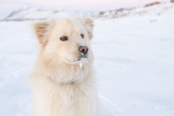 jeanpolfus:  Butterball is growing into such a handsome boy! Tulit’a, Northwest Territories, Canada.