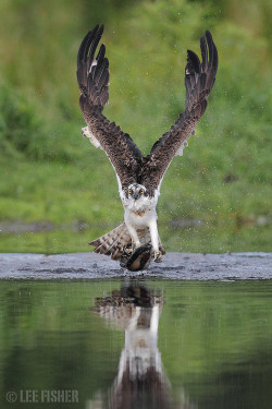 earth-song:  An Osprey grabs a rainbow trout at first light in the Scottish highlands. by  Lee Fisher