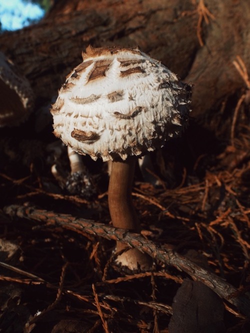 georgiafauna: Got some cute pictures of these massive mushies yesterday on my walk with Tomtom 