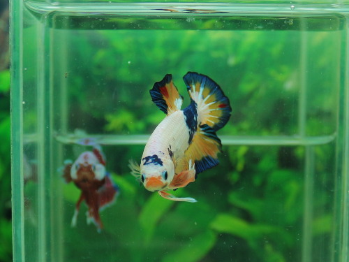 supernova-betta:rootitoot:This guy on Aquabid .. HIS NAME IS NARUTO AND HE IS BEAUTIFULI want a hmpk