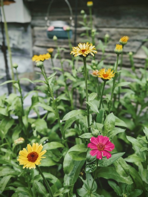 zinnia