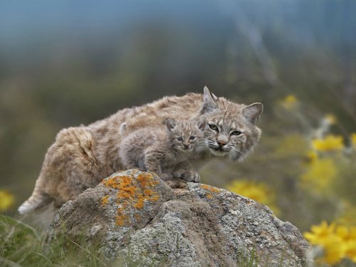 cute-overload:  A bobcat and its bobkitten!http://cute-overload.tumblr.com source: http://imgur.com/r/aww/udHvPPN