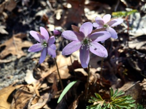 From death, life is reborn. #flowers #spring #bloom #naturewalk #forestpreserve #StarvedRock #forest