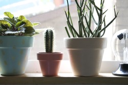 thejennsmith: kitchen windowsill, early morning (overcast) sounds: cats eating, coffee brewing, neighbors opening and closing gates. 