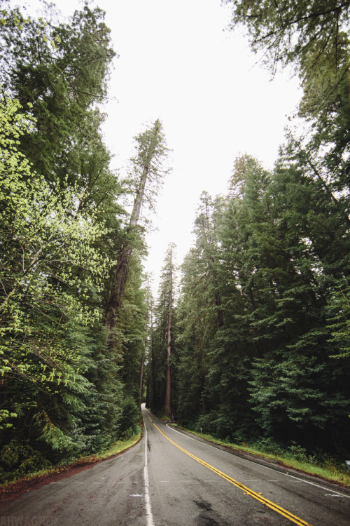 catxlyst:The Avenue of Giants [03.31.13] (by Andrew H Wagner | AHWagner Photo)