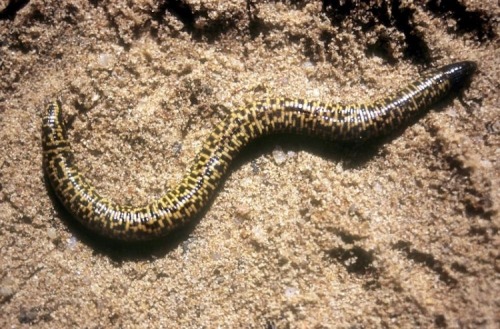 wapiti3: The checkerboard worm lizard, Trogonophis wiegmanni,  is a species of reptile in theTrogo