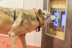 wolfscience:  Chitto working at the touchscreenPhoto: Rooobert Bayer