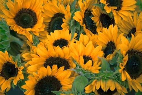 moaza: sunflower, yellow, bloom and botanical Photo by Gérôme Bruneau
