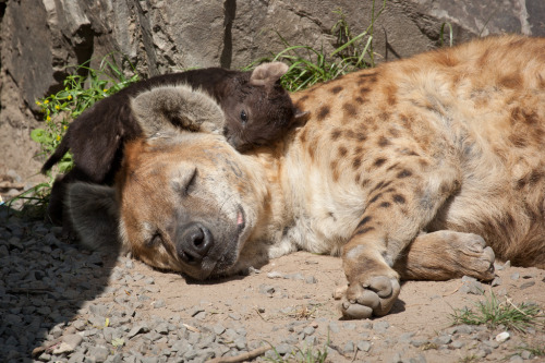 thepredatorblog:  minimato:  bonus spotted hyena (Crocuta crocuta) [x] [x] [x] [x]  