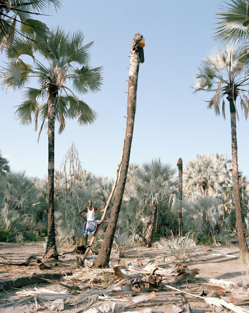 thesoulfunkybrother: - Palm wine collectors , Kunene Region . Namibia 15′ph. Kyle weeks