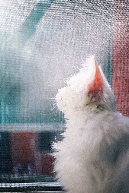 millionen:  untitled by etherxxx on Flickr.