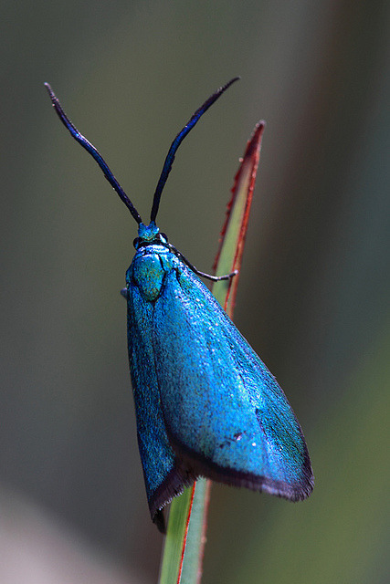 Porn wapiti3:  Satin-Green Forester (Pollanisus photos