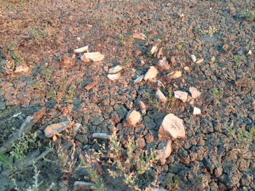 anomalokaris:Montana Dinosaur Dig: Day 1My 1st full day, we were prospecting on exposures just outsi