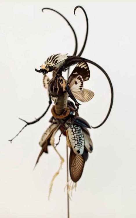 Fairy insect sculptures by Cedric Laquieze.