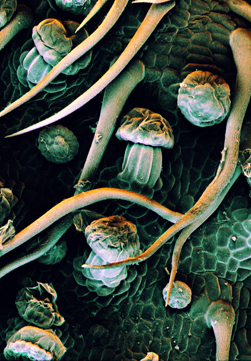 freshphotons:“The surface of a Cannabis sativa plant, showing glandular cells called trichomes that 