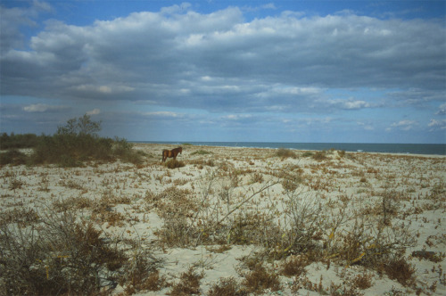 XXX bartekwieczorek:  _Danube_Delta_Romania_2012 photo