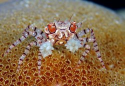 astronomy-to-zoology:  Genus Lybia (Boxer Crabs) also known as pom-pom crabs, Boxer Crabs are a genus of small crabs in the family Xanthidae (mud crabs). the name pom-pom/or boxer comes from the mutualism that they hold with sea anemones, in which they