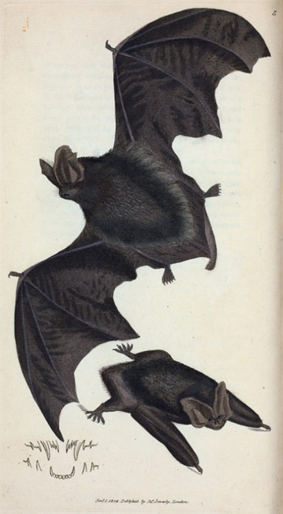 october-seance:Antique Scientific Illustration Bat Openings