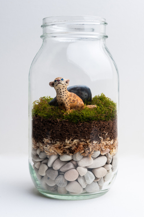 Little jag in a jar.Terrarium and photography by Zik
