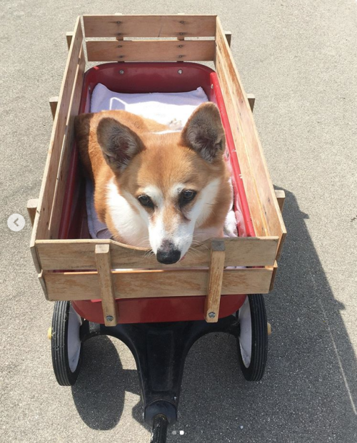 This is Cali. She took her new wagon out for a test walk today. Says little legs only get you so far