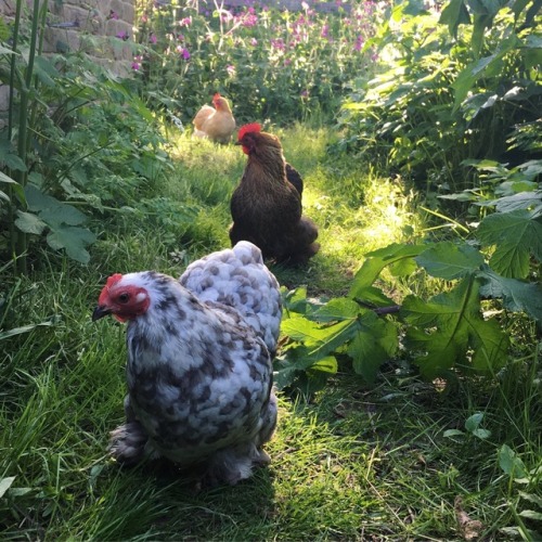 pips-chooks:Sunny spring days are good days for exploring