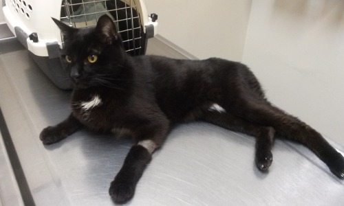 fuckyeahfelines: Mr. Rochester went in for his check up today and THINGS ARE NOT GOOD and I need to 