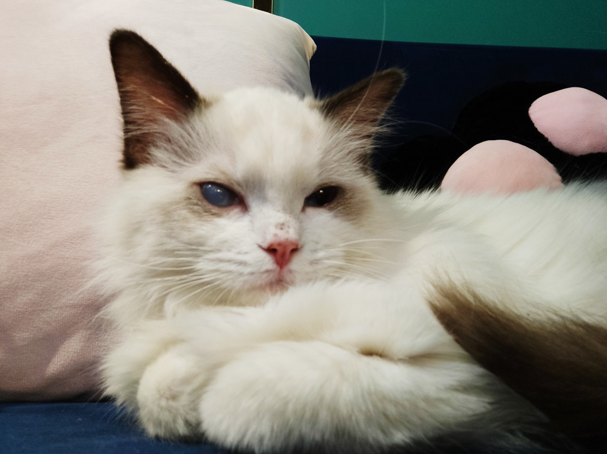 布偶猫 Explore Tumblr Posts And Blogs Tumgir 布偶猫 Explore Tumblr Posts And Blogs Tumgir