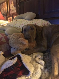 cute-overload:  He just had to have his bear.http://cute-overload.tumblr.com source: http://imgur.com/r/aww/x8lpfV3