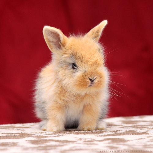 the-personal-quotes:  feeling sad? look at this baby animal blog!