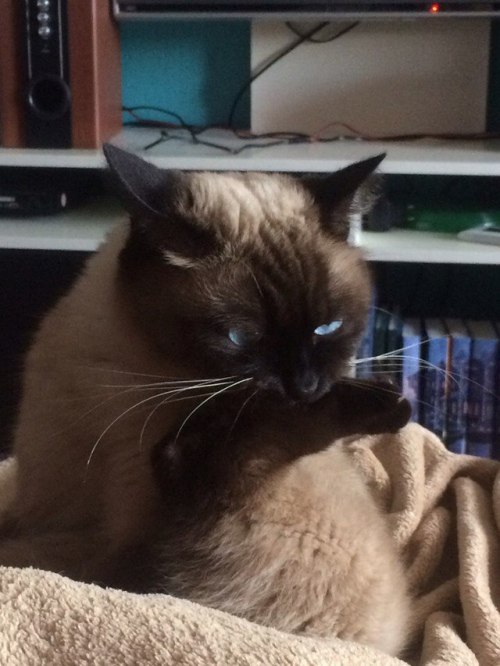 lettyannraines: my best friend’s cat is such an adorable idiot