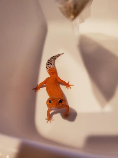 cuteness–overload:My little gecko LunaSource: bit.ly/2wi0PL8