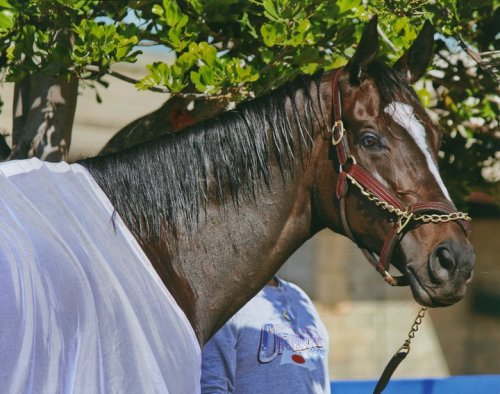 racinglegends: June 14, 2013: Zenyatta (right) in foal to War Front (left) This must be a superfoal.