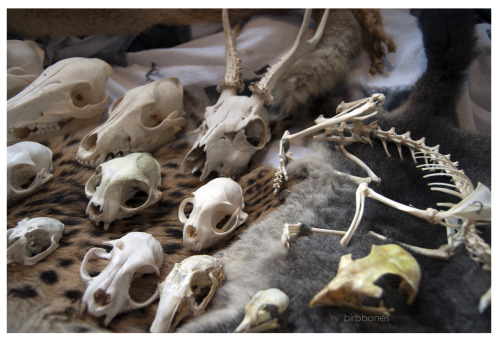 birbbones: My Skull / Skeleton Collection as of January 24th 2016 All specimens are legally acq