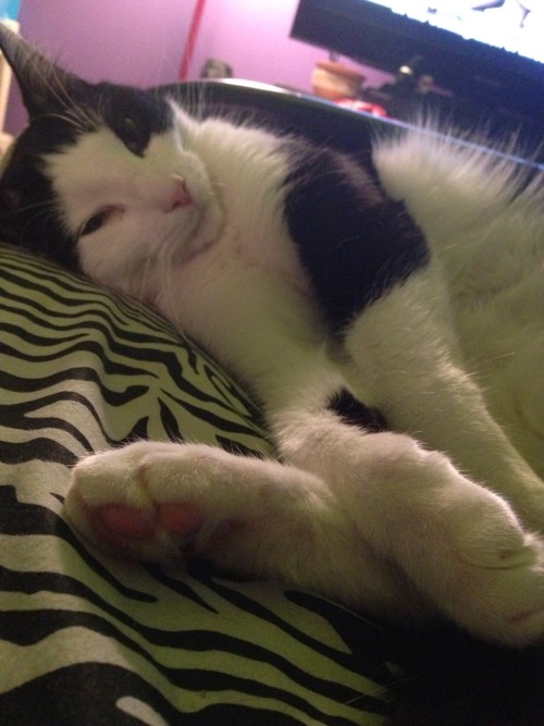 Purrcy has an adorable black spot on his toe pads that he likes to torture me with by showing off bu